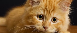 Bald patches in cats: near the ears, causes and methods of eliminating the problem