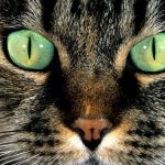 Green-eyed cat